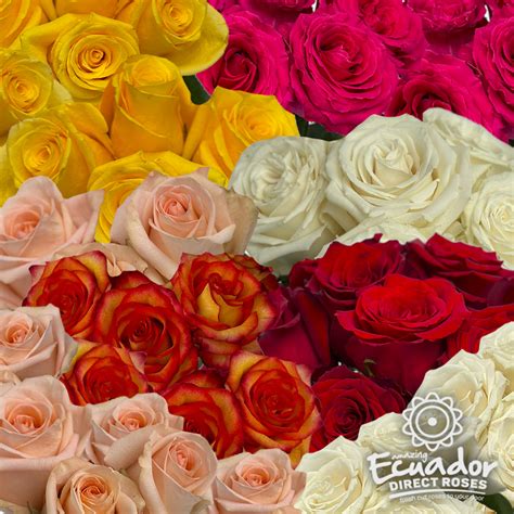 Ecuador direct roses - Product Details: Category: Garden Rose. Vase Life: 12 - 15 day’s. Bud Size: 5 - 6 cm or 2 - 2.5 in. Color: Pure White. Suggested delivery date: 3 days delivered prior to event. Stem length: 40 - 70 cm or 15 - 27.5 in. Thorns: It has some thorns on the stem. Foliage: The flower stem had abundant foliage.